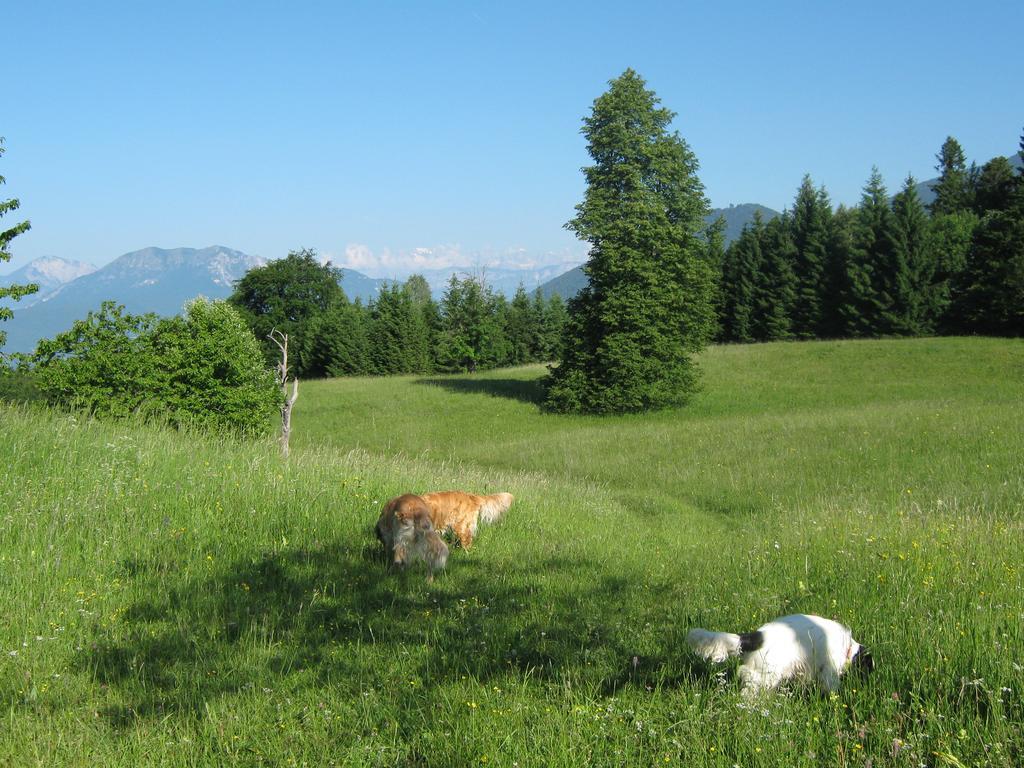 Borgo Valsugana Chalet La Montagnolaヴィラ エクステリア 写真